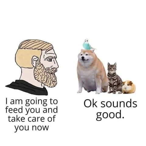 Chad Takes Care of Animals