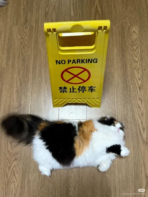 No Parking Cat