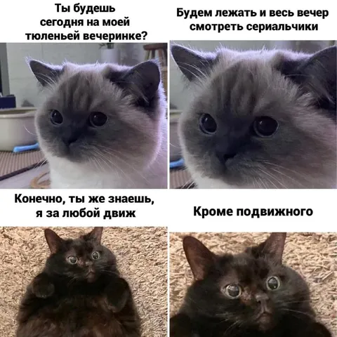Тюленья вечеринка с подвохом
