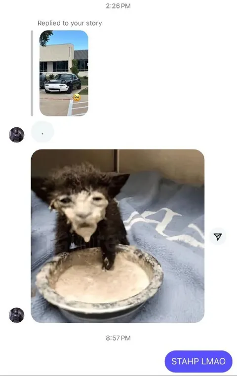 Cat Licking a Plate Reply