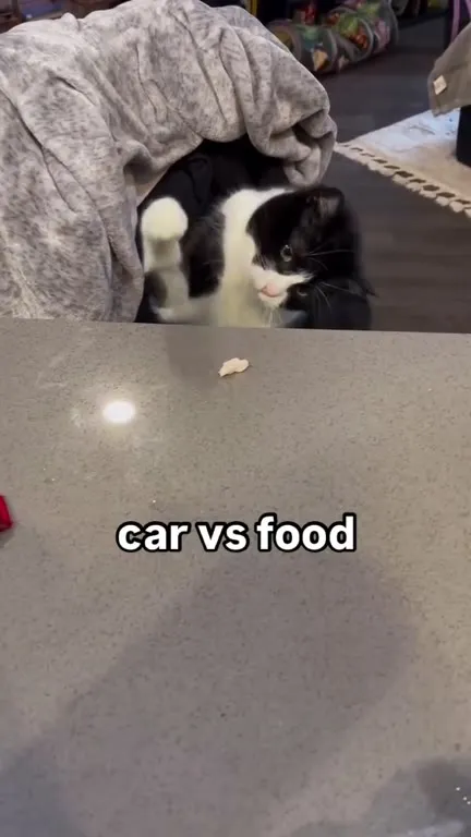Cat Versus Food