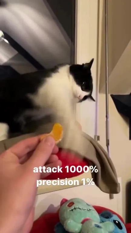 Cat Attacks With One Percent Accuracy