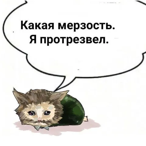Кот протрезвел