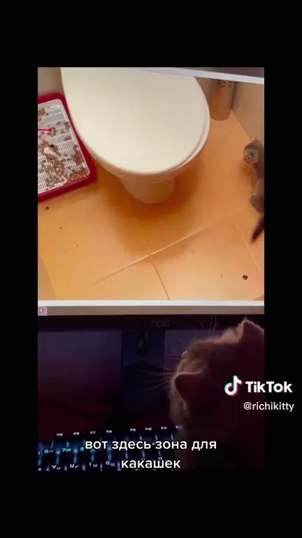 Кот чертит карту какашек