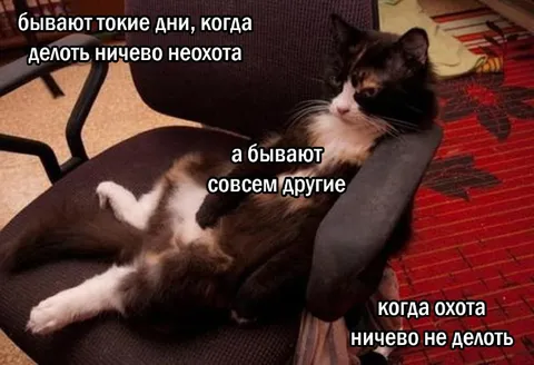 Кот, который ничего не делает