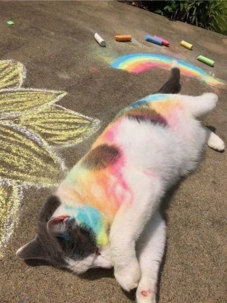 Кот после радуги