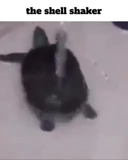 The Shell Shaker Turtle