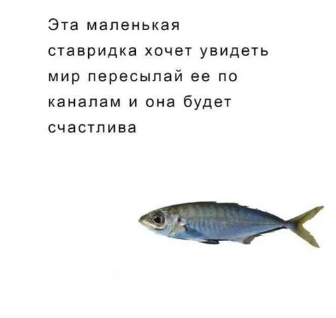Маленькая ставридка хочет увидеть мир