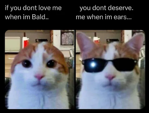Bald Cat Gets Ears
