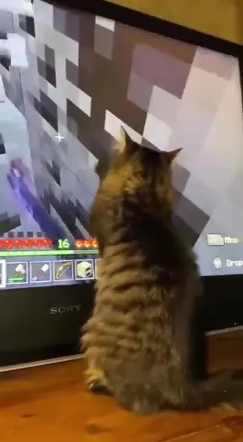 Кот играет в Minecraft