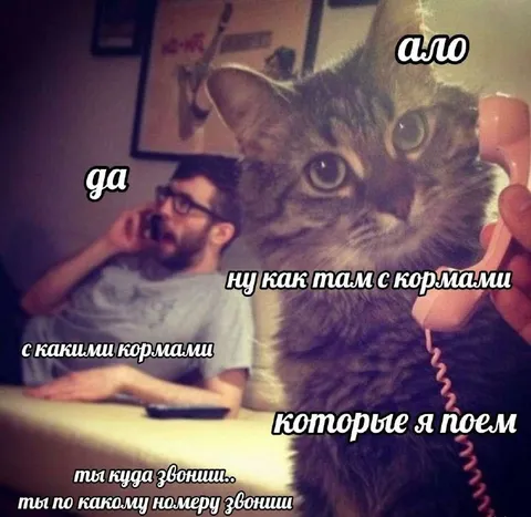 Кот звонит узнать про корма