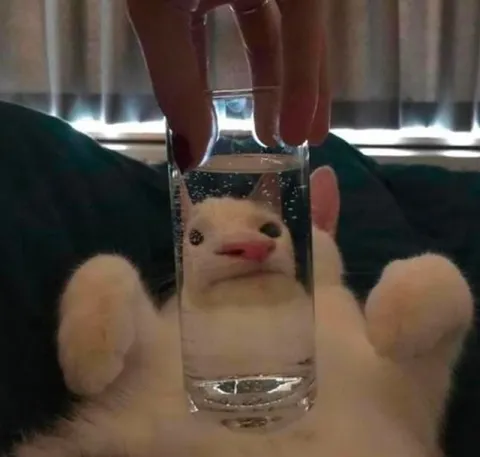 Кот застрял в стакане