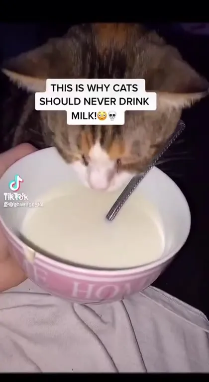 Cat Drinks Milk Despite Warning