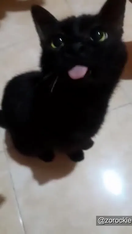Чёрный кот с высунутым языком