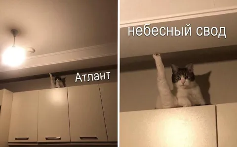 Кот держит небесный свод