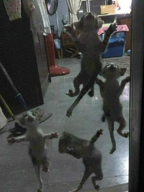 Котята танцуют на двери