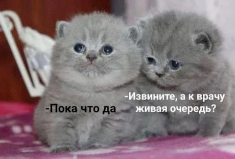 Котята спрашивают про очередь
