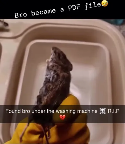 Bro Became a PDF File