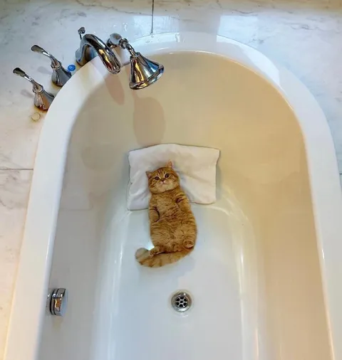 Кот принимает ванну