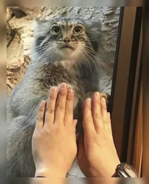 Погладить кота через стекло