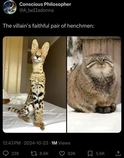Villain’s Faithful Henchmen Cats