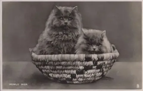Newly Wed Cats in a Basket
