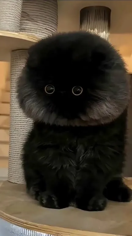 Чёрный кот всё больше удивляется