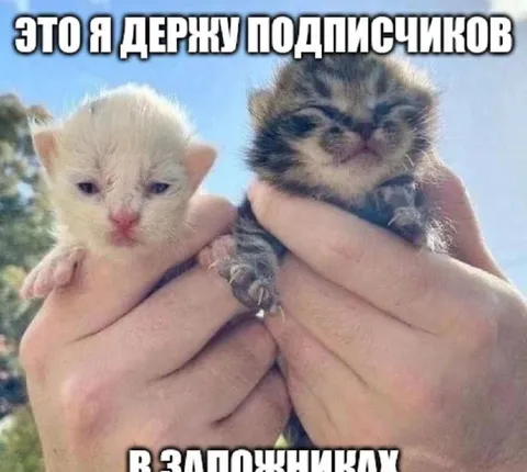 Котята держат подписчиков