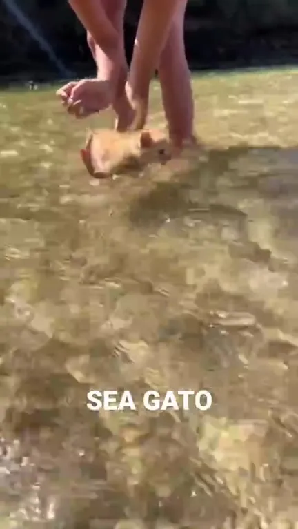 Sea Gato Learns to Swim