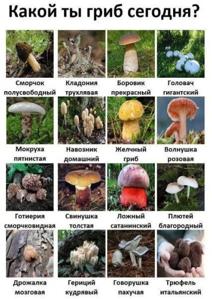 Какой ты гриб сегодня