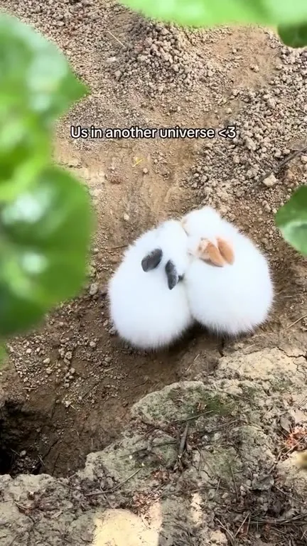 Bunnies in Another Universe