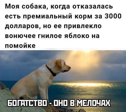 Собака выбирает гнилое яблоко