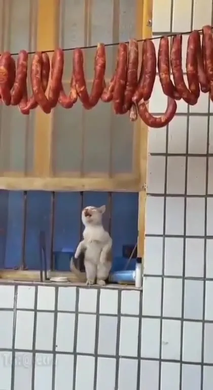 Кот смотрит на колбасу