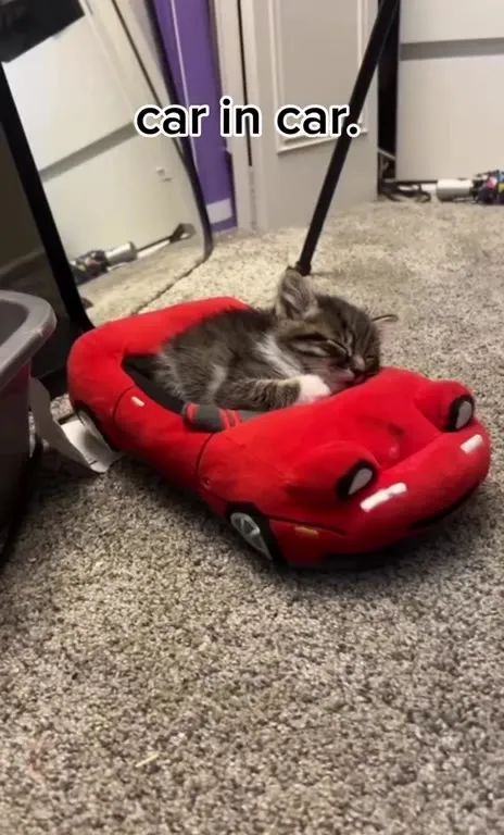 Kitten in a Car Bed