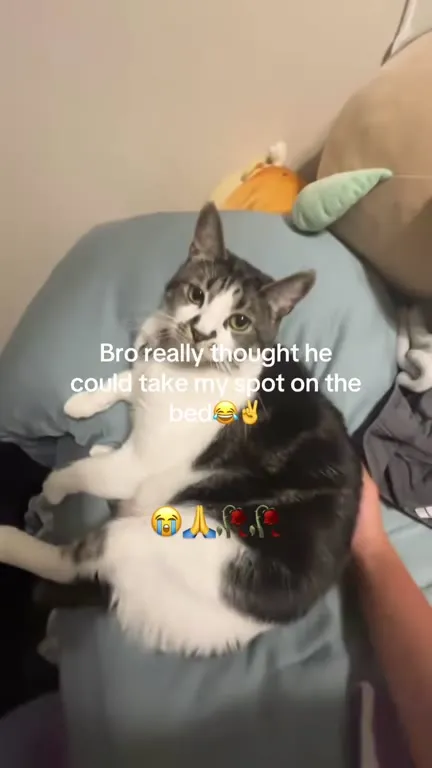 Cat Takes Back the Bed Spot