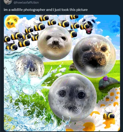 Wildlife Photographer Seal Picture