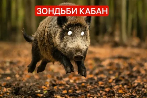 Зондбьи кабан летит