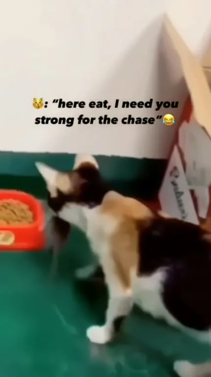 Cat Tries to Chase a Mouse