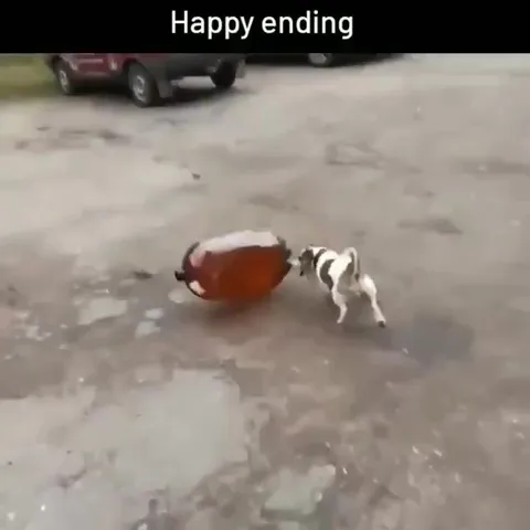 Dog Chases Rolling Suitcase