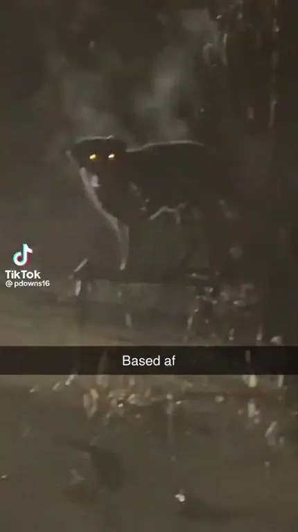 Rainy Night Creature Is Based