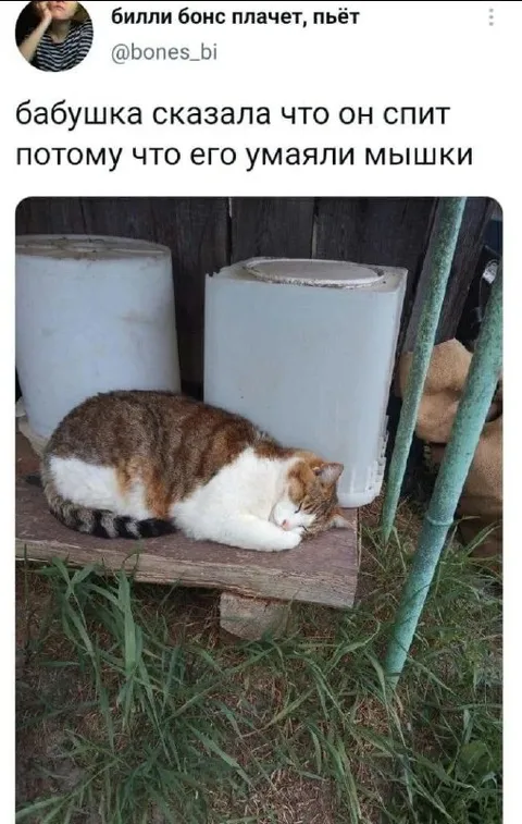 Бабушка и уставший кот