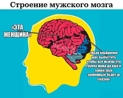 Строение мужского мозга