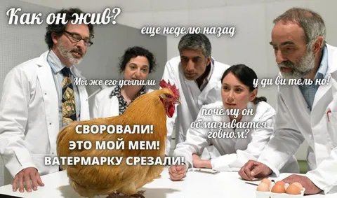 Курица украла мой мем