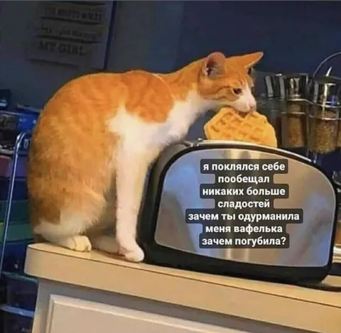 Кот не устоял перед вафлей