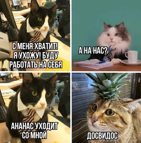 Коты уходят работать на себя