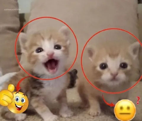 Котята с разными реакциями