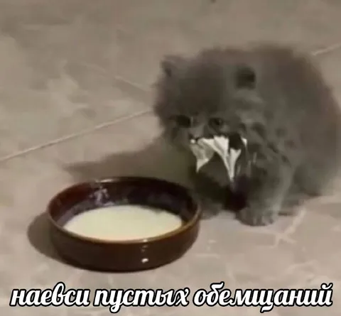 Кот наелся пустых обещаний