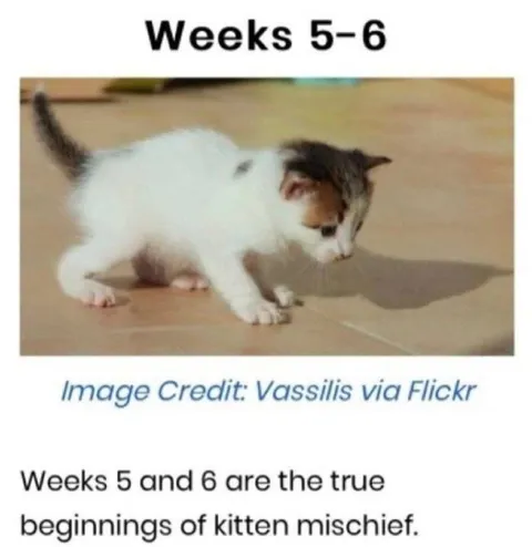 Kitten Mischief Begins