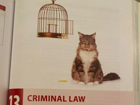 Silly Cat Criminal Law