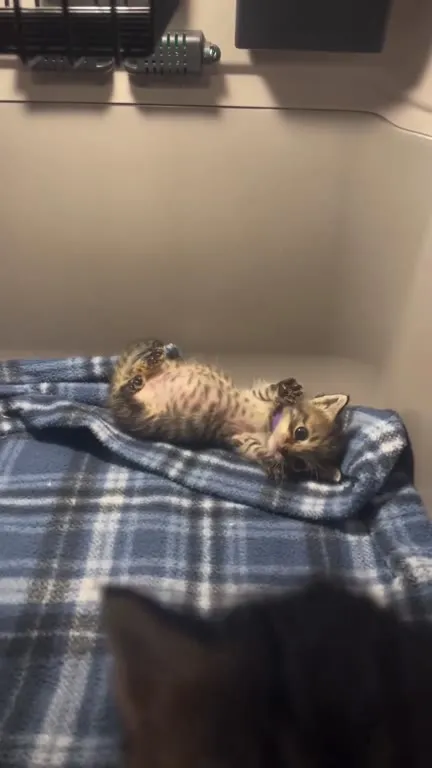 Котёнок просится наружу